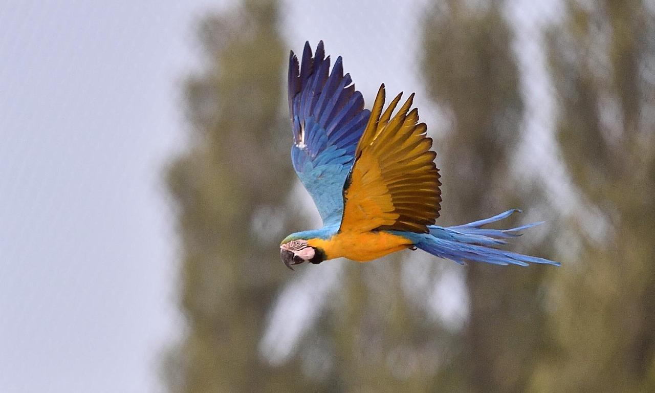 Parrot World - Les Lodges كْروسي لا شابيل المظهر الخارجي الصورة