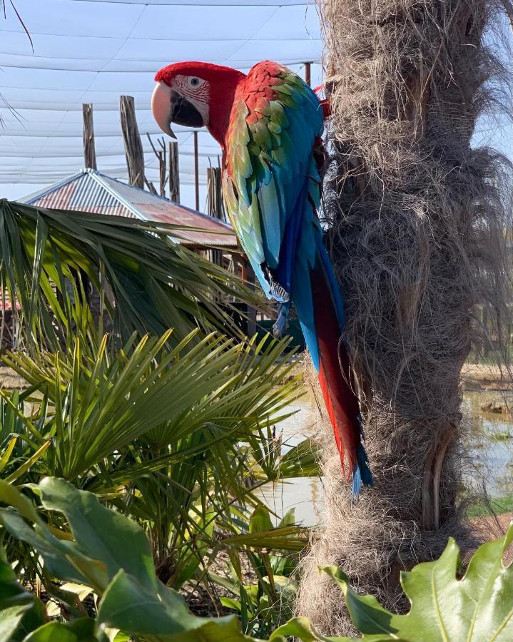 Parrot World - Les Lodges كْروسي لا شابيل المظهر الخارجي الصورة