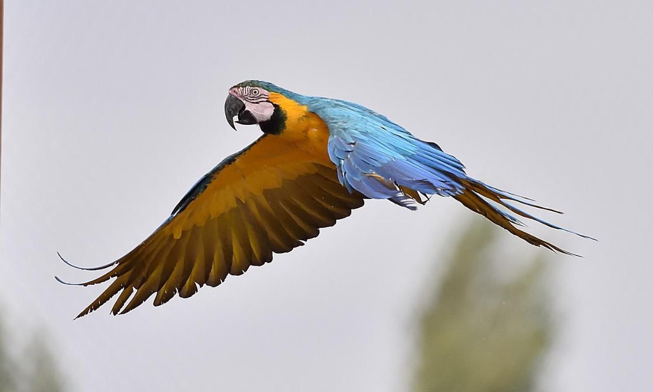 Parrot World - Les Lodges كْروسي لا شابيل المظهر الخارجي الصورة